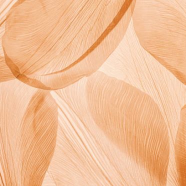 Nature pattern of dry petals, transparent leaves with natural texture as natural background or wallpaper for screen. Macro texture, skeleton flower petal. Monochrome color aesthetic beauty of nature